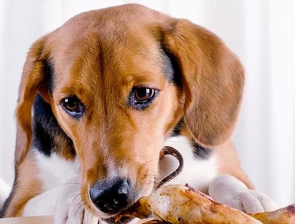 吃剩�剩菜的狗和吃狗�Z的狗有什么分歧？看完你就知道了