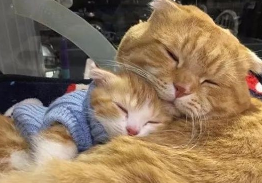 当然,一个月之后,如果小猫咪肚子越来越大,那恭喜,铲屎官要有可爱的