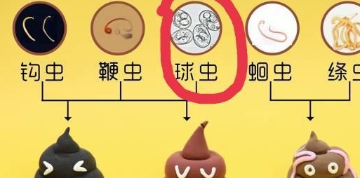 犬球虫病是由犬等孢球虫,俄亥俄等孢球虫等球虫感染引起.