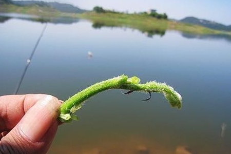 老釣手珍藏的秘密,釣草魚的應用技巧,打窩,釣法_水域_信號_活動