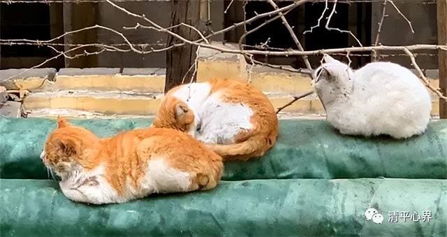 猫咪服展秀隆冬