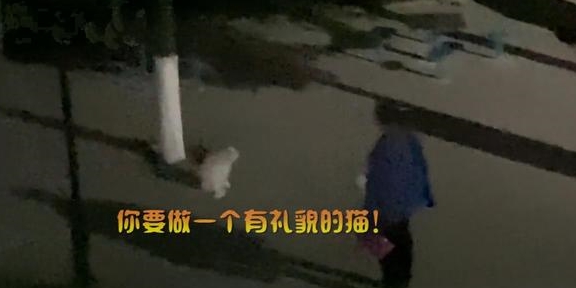 高校大叔深夜教育流离猫：你要做一个有礼貌的猫