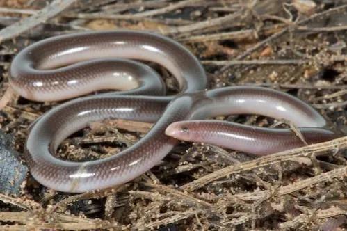 世界上最小的蛇,不要误把它当蚯蚓了_食物_眼睛_昆虫