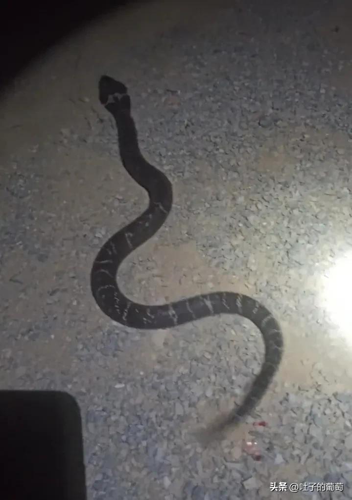 一直听说眼睛蛇会喷毒,总算是见着真的了_舟山_眼镜蛇_台湾