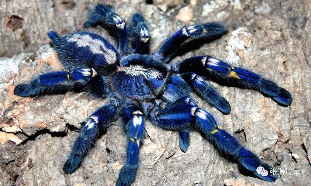 尼泊尔蓝蜘蛛特种部队图片