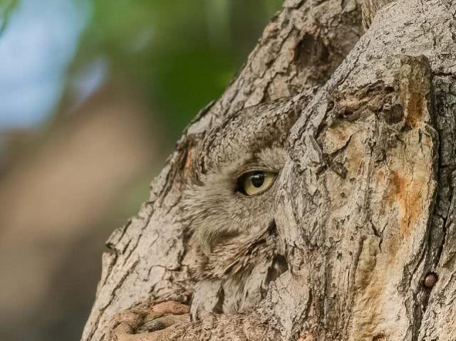 5年来,他一直在美国科罗拉多州跟踪一对东美角鸮(easternscreechowl