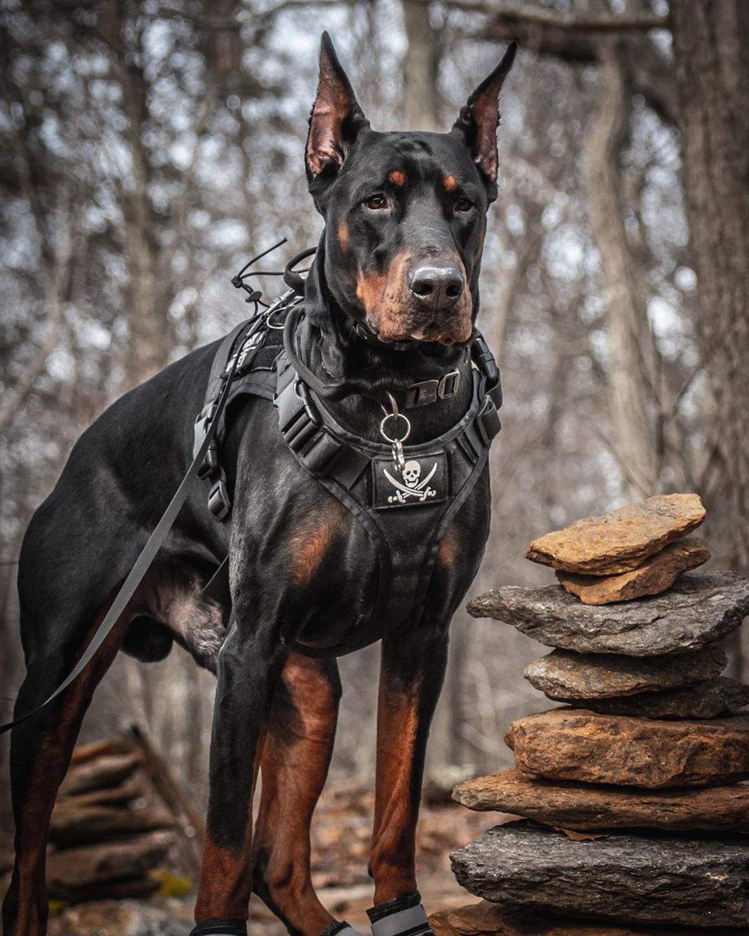 "罗威纳","卡斯罗"和"杜宾",这三只狗哪只最危险?_身体_狗狗_警犬