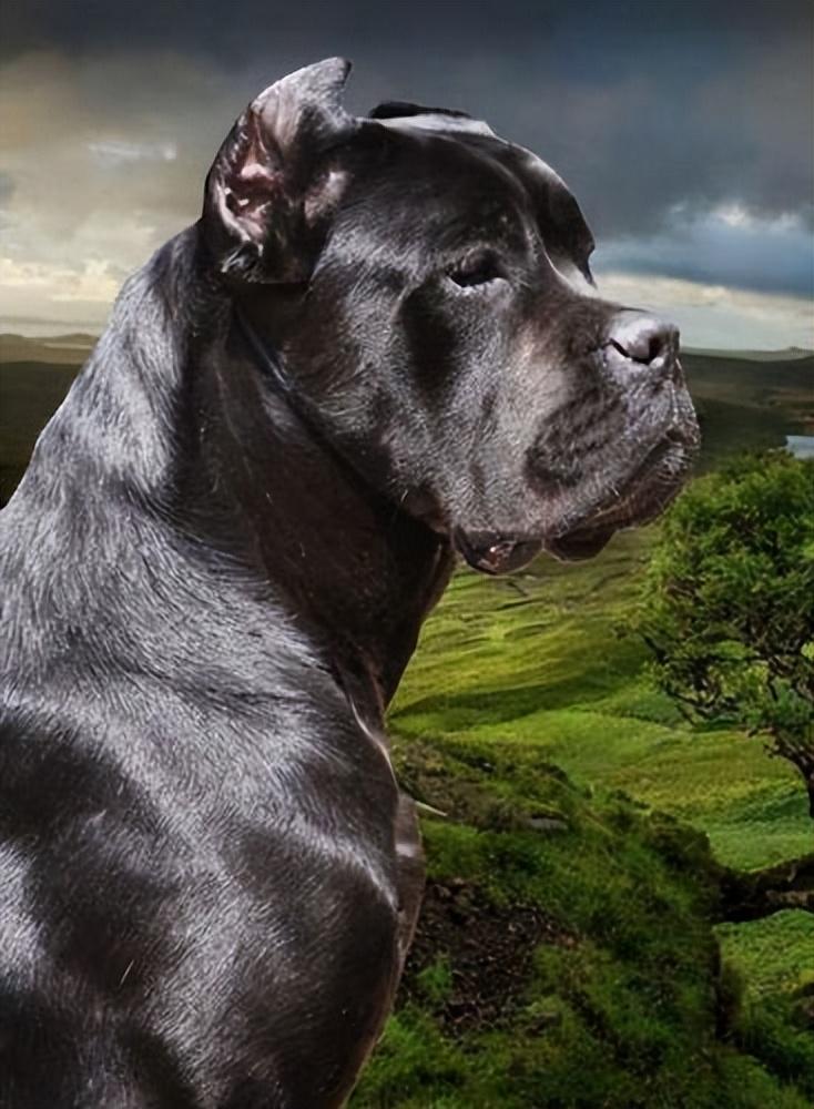 世界最"凶猛"的犬种,看到都腿软,藏獒都排不上号_攻击力_人们_战斗力