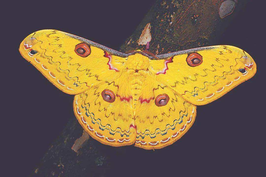 大自然探索-粉翠缟素说蛾子_蚕蛾_蝴蝶_鬼脸