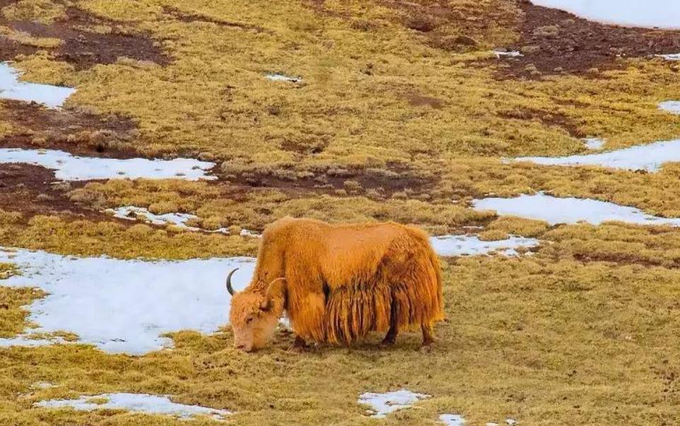 金丝野牦牛高清图图片