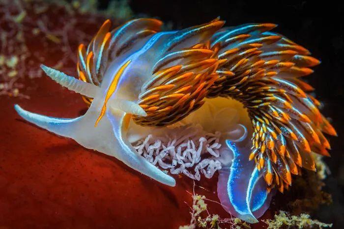 50张罕见水下生物照片(深海恐惧症慎入)