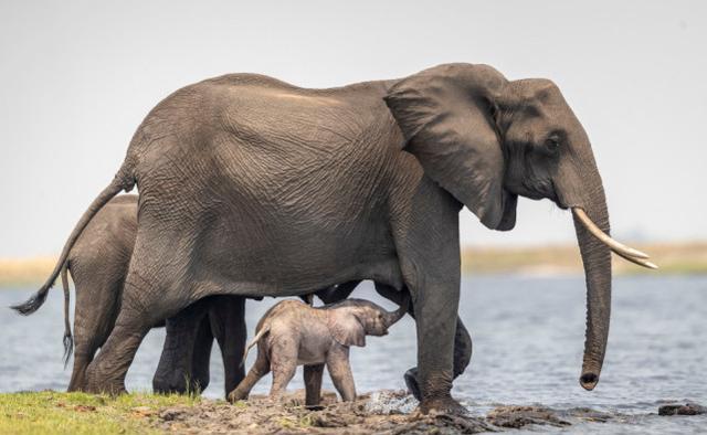 南非摄影师拍下大象妈妈帮助新生小象学走路的照片,可爱又美好_卡尔