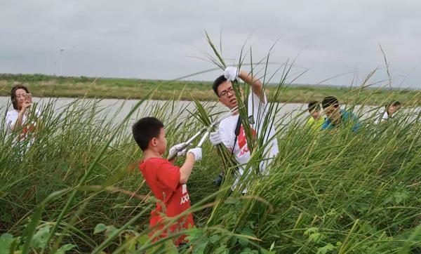 3米高不怕海水的互花米草成"绿色沙漠",1千万求治理_我国_福建_部分