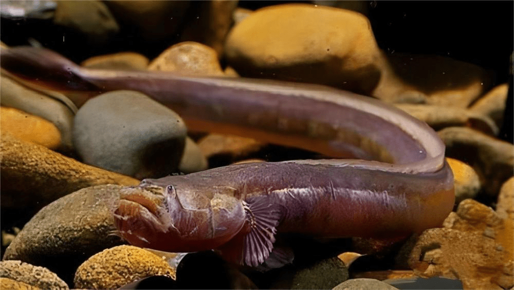 须鳗虾虎鱼是被中国科学院水生生物研究所重点点名批评的入侵物种