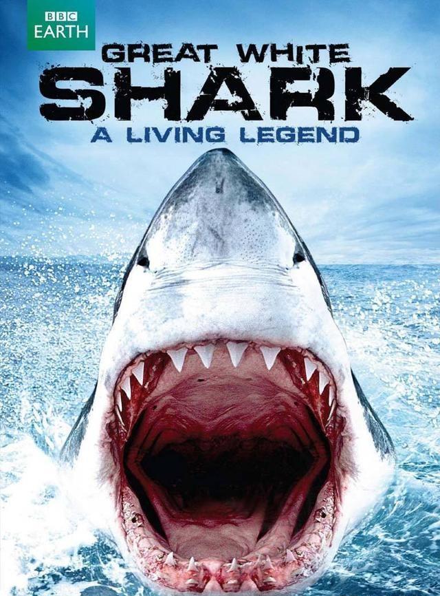 从经典电影《大白鲨》看斯皮尔伯格如何抓住机遇 成就自我