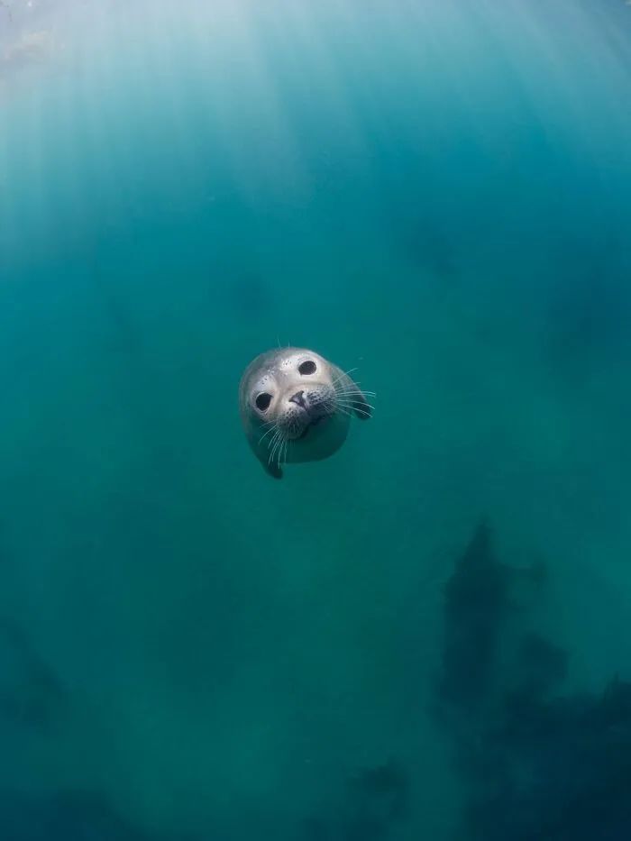 深海生物 恐惧图片