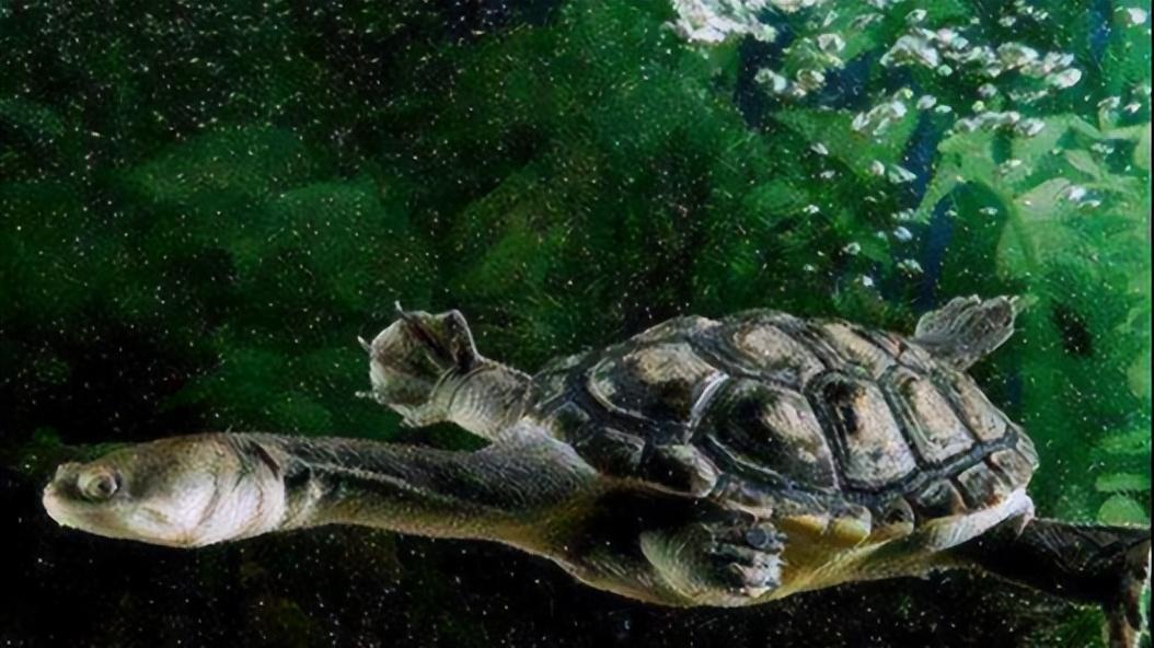 世界上脖子最长的乌龟,巨蛇颈龟脖子比身体还长_长度_时间_宠物