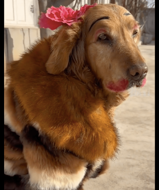 过年主人给狗狗打扮得喜庆一点,看到它的妆容我笑了