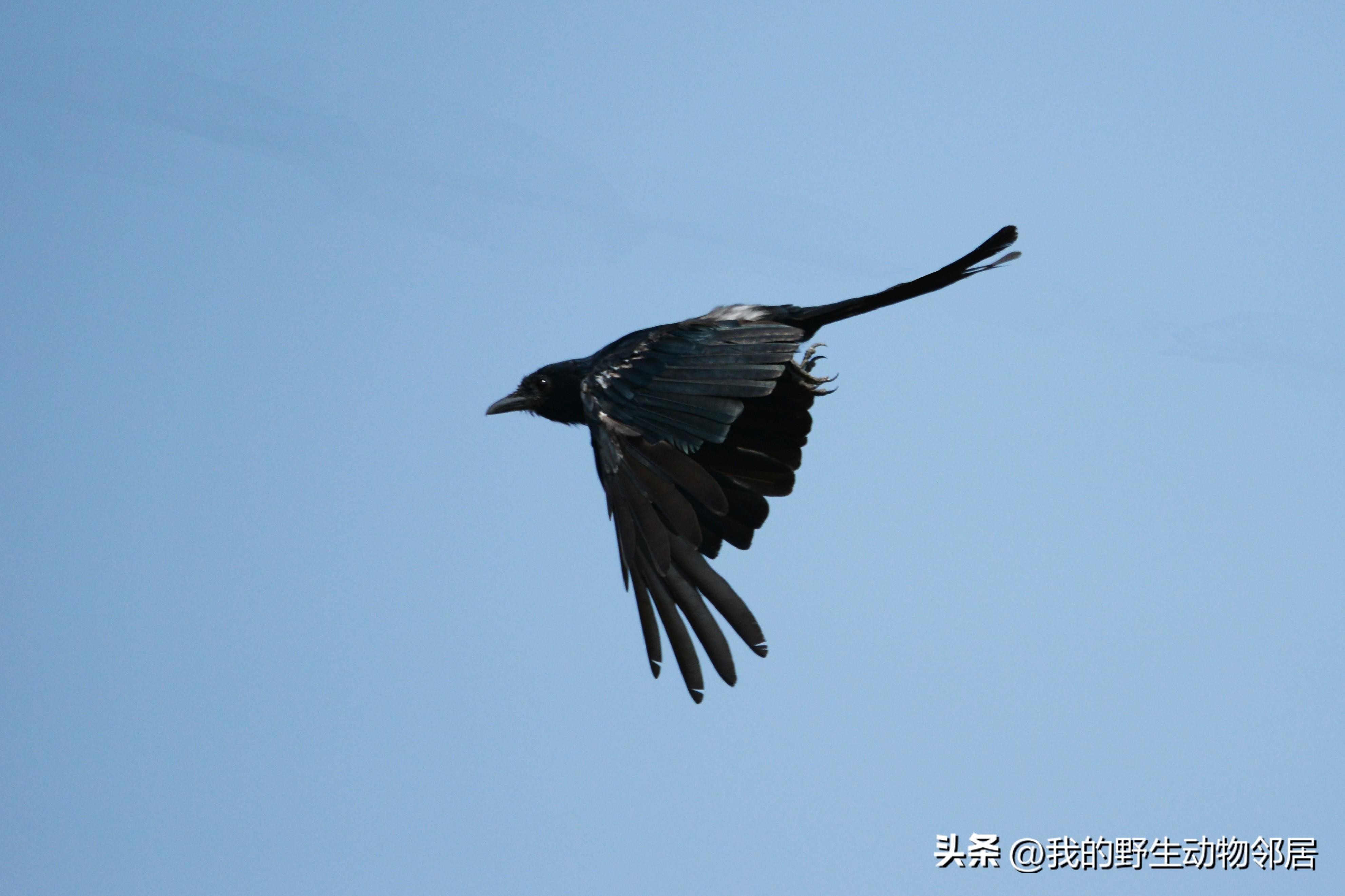 它的名字叫"黑老婆儿"_中国_昆虫_动物