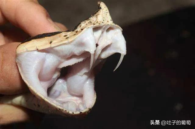 毒蛇牙齿图片