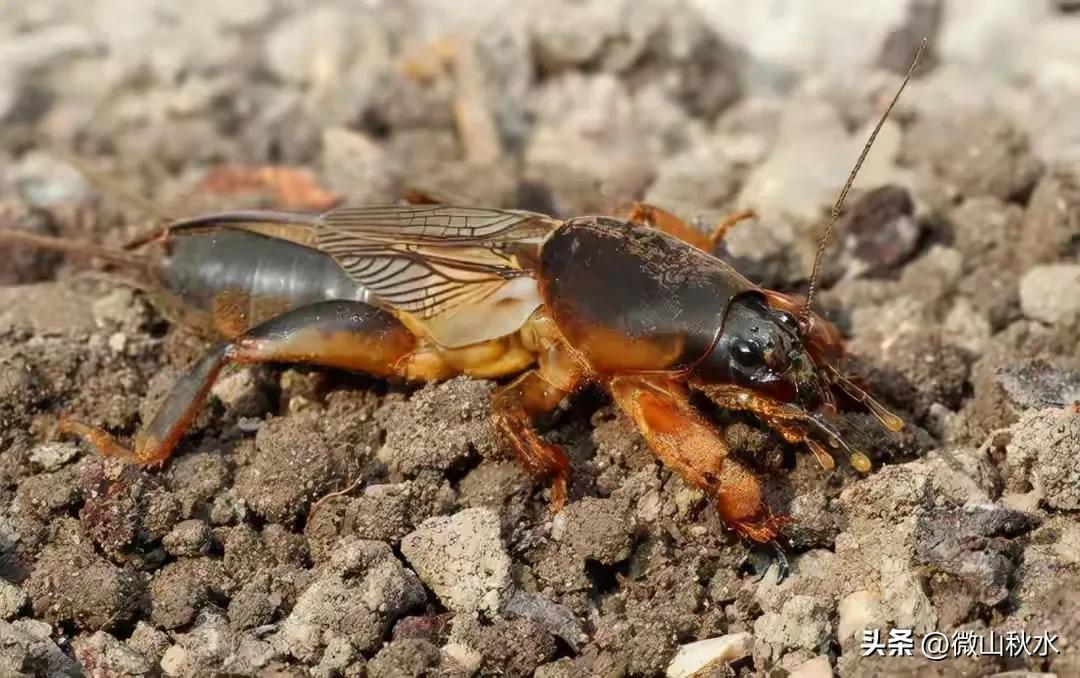 杂谈:常见的几种害虫_蝗虫_蝼蛄_硕鼠