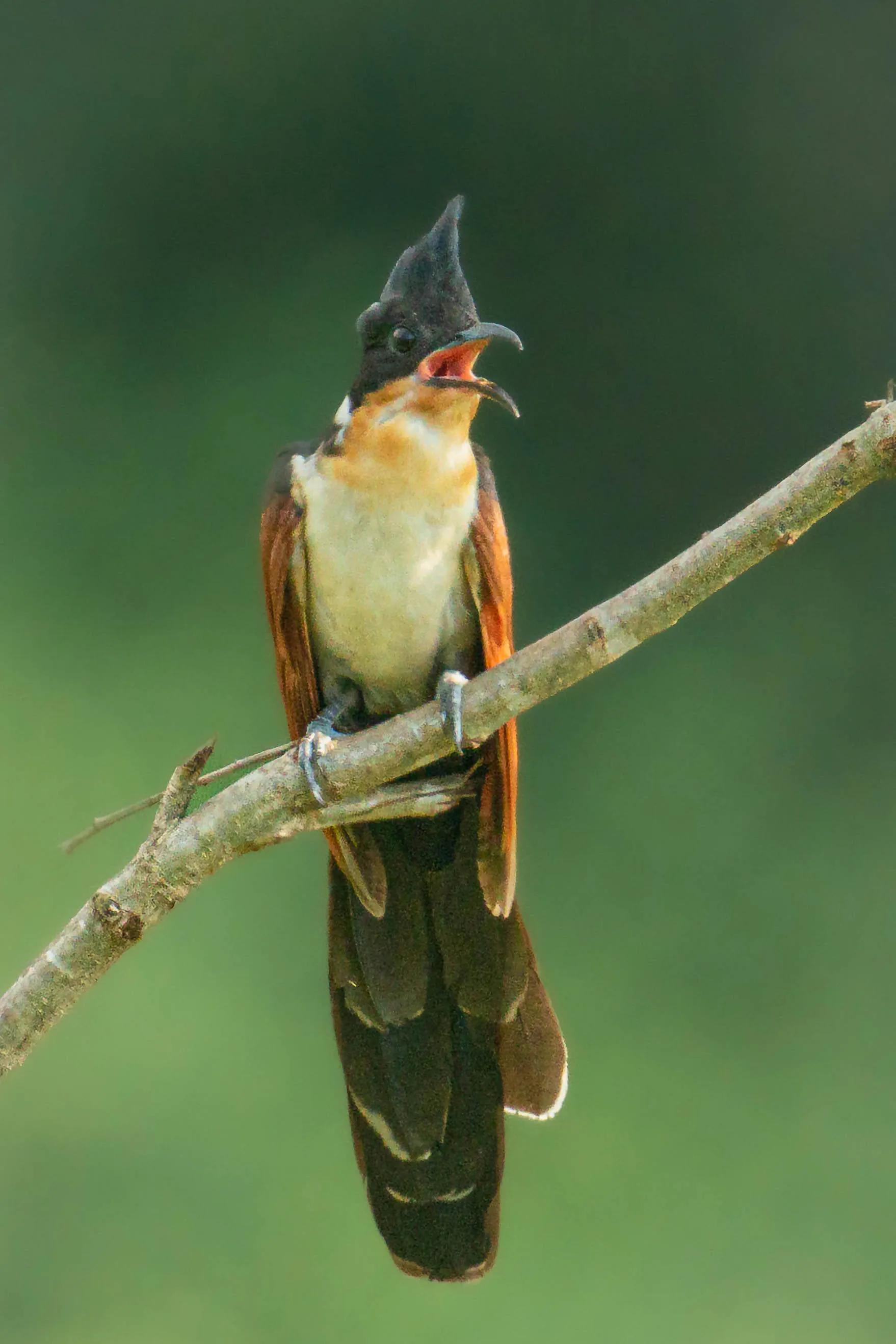 河南董寨拍鸟记之七:红翅凤头鹃_老张莫_领地_国家