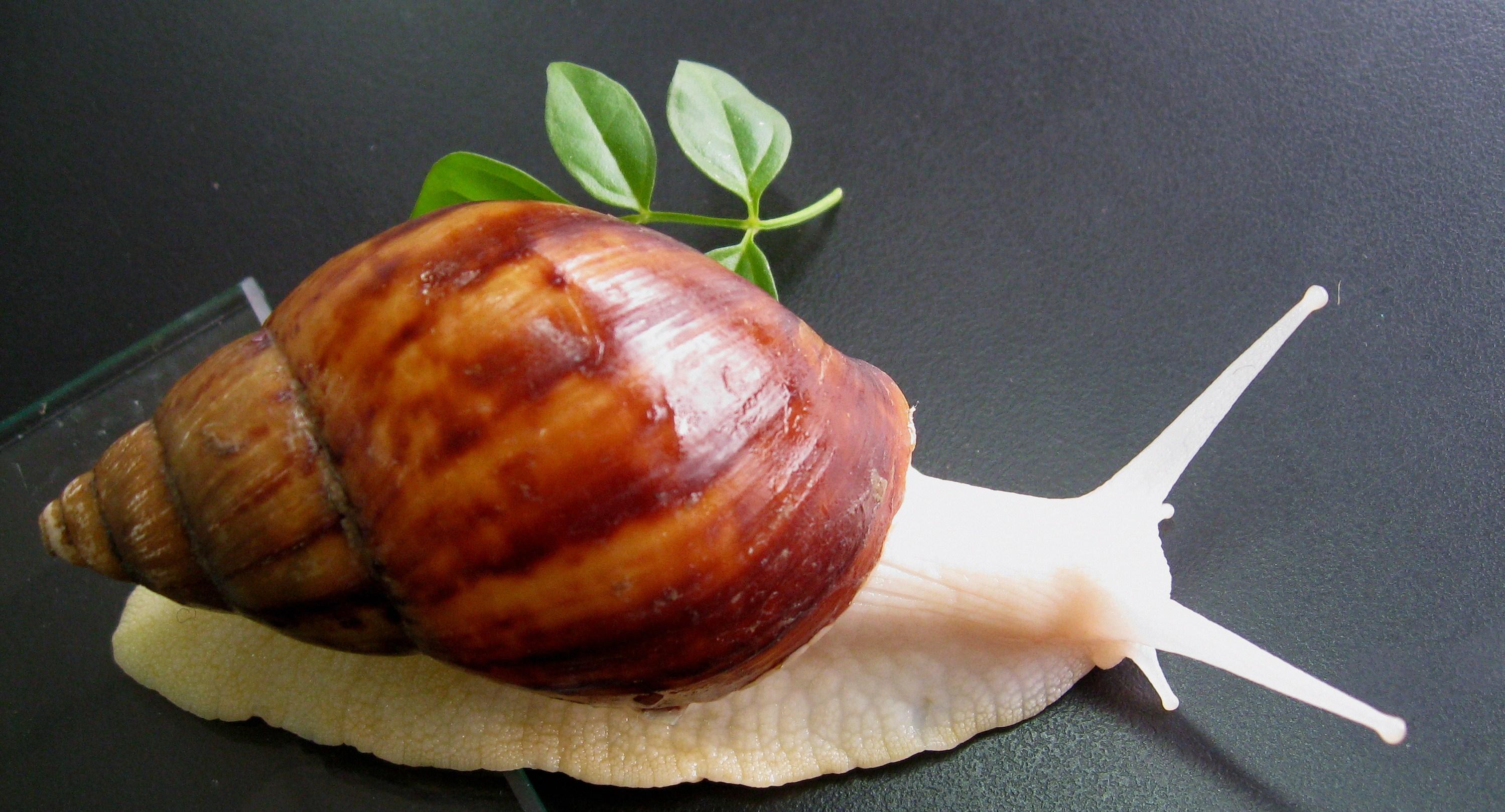 法国蜗牛真实图片