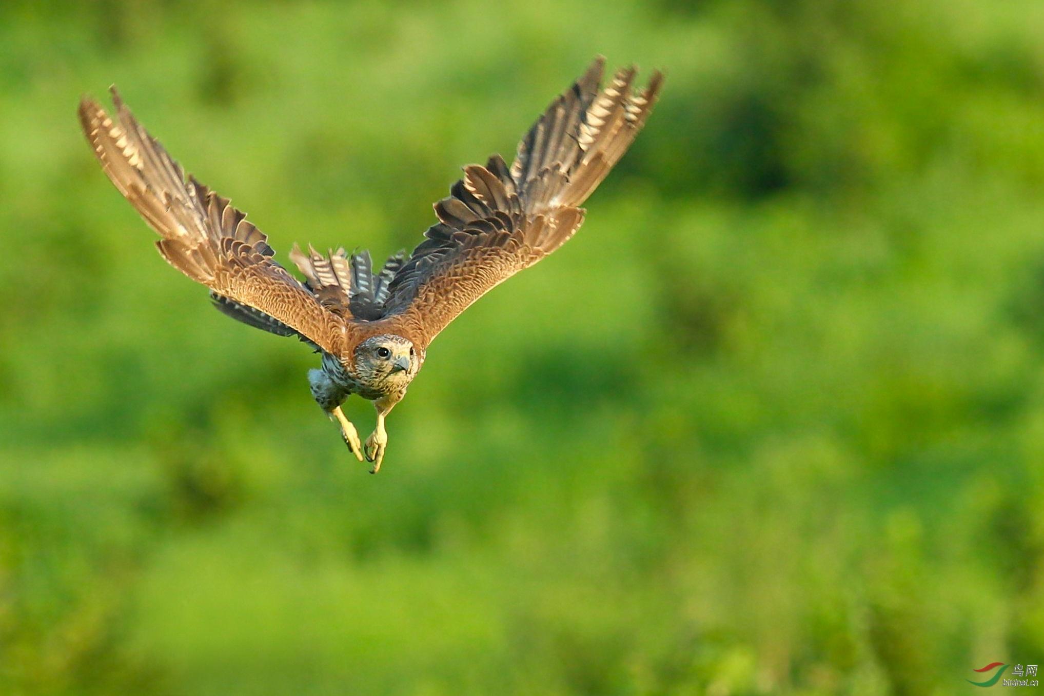 美国虎斑响尾蛇,擅闯新疆,猎隼迎战_毒蛇_攻击性_动物