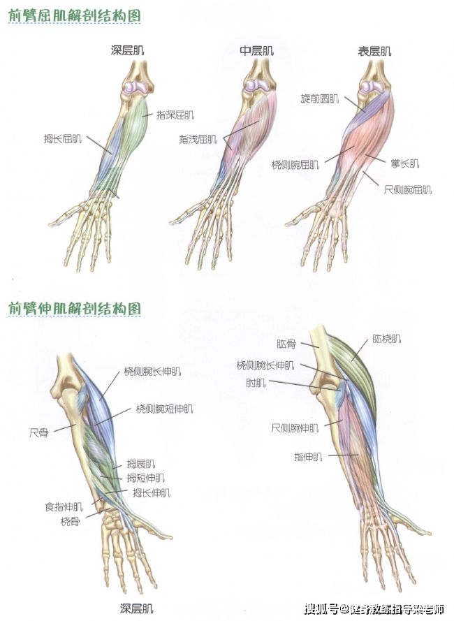 八个练大臂肌群的动作,打造“麒麟臂”_训练_前臂_上臂