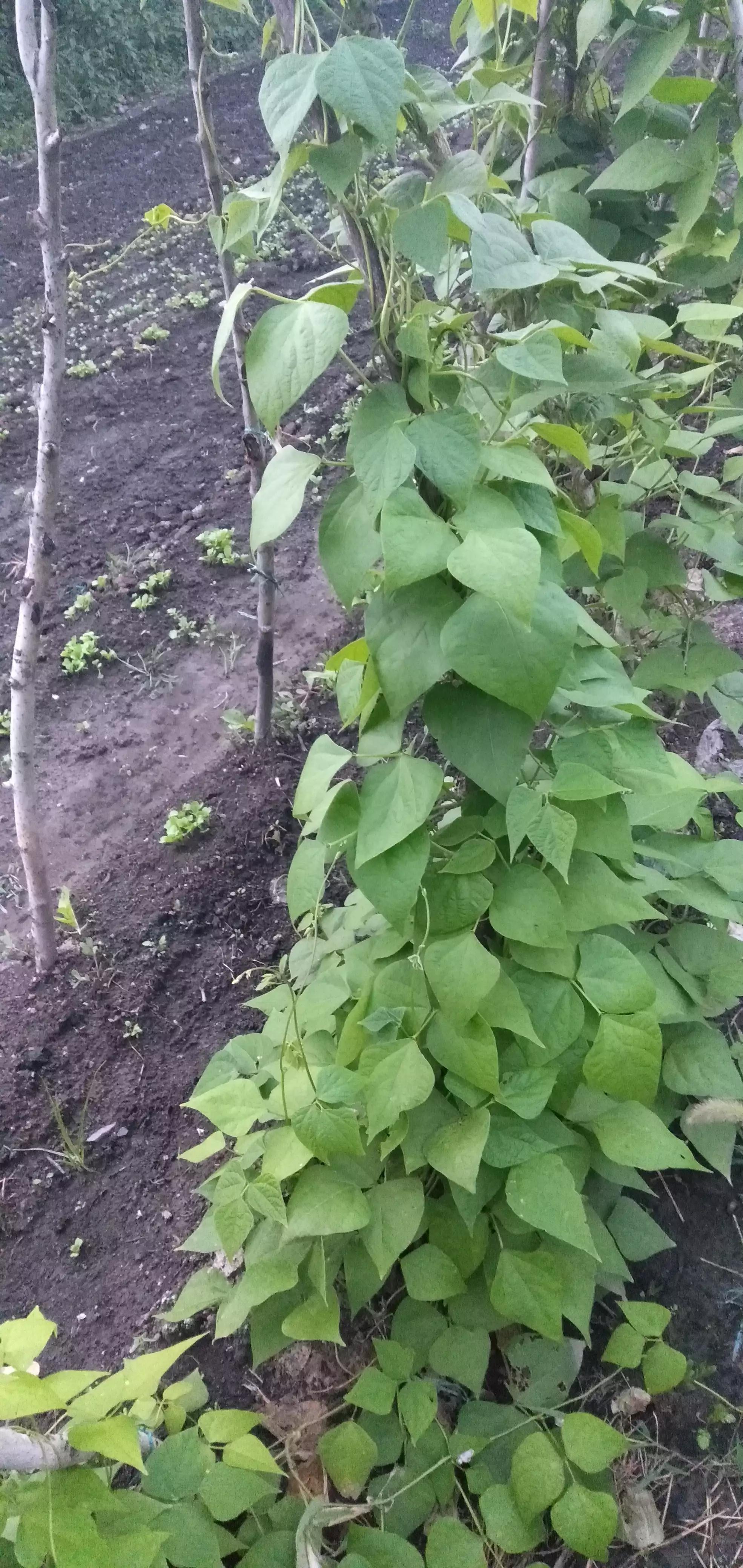 野鸡视察了我的菜园