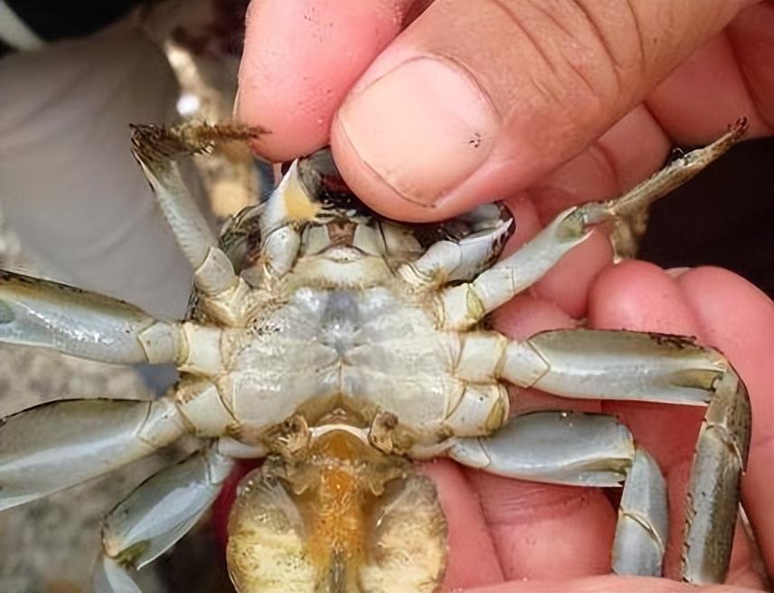 螃蟹_身体_控制