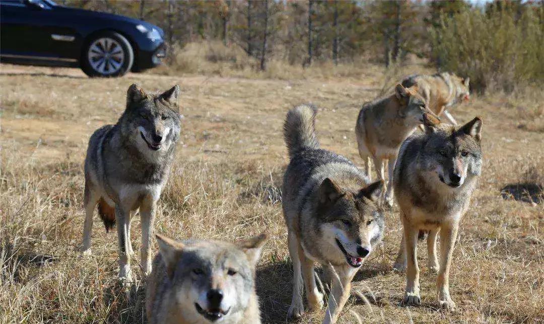 在野外遇到狼群,躲在车里安全吗?_汽车_离开_食物