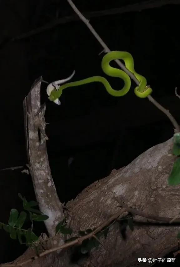 青蛇彪这真的是把快准狠掌握到了_猎物_毒蛇_毒液