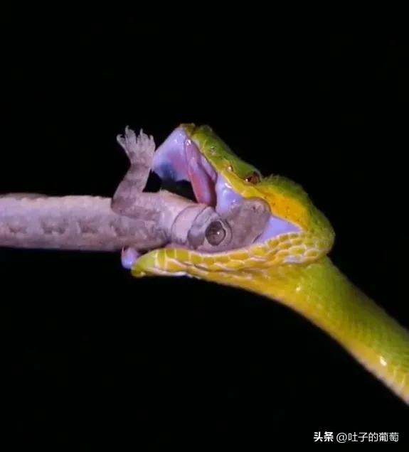 青蛇彪这真的是把快准狠掌握到了_猎物_毒蛇_毒液