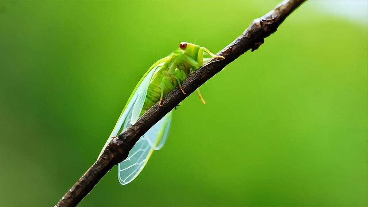不知春秋的它们竟然可以这么漂亮,盘点那些堪称惊艳的蝉_翅膀_翠绿色