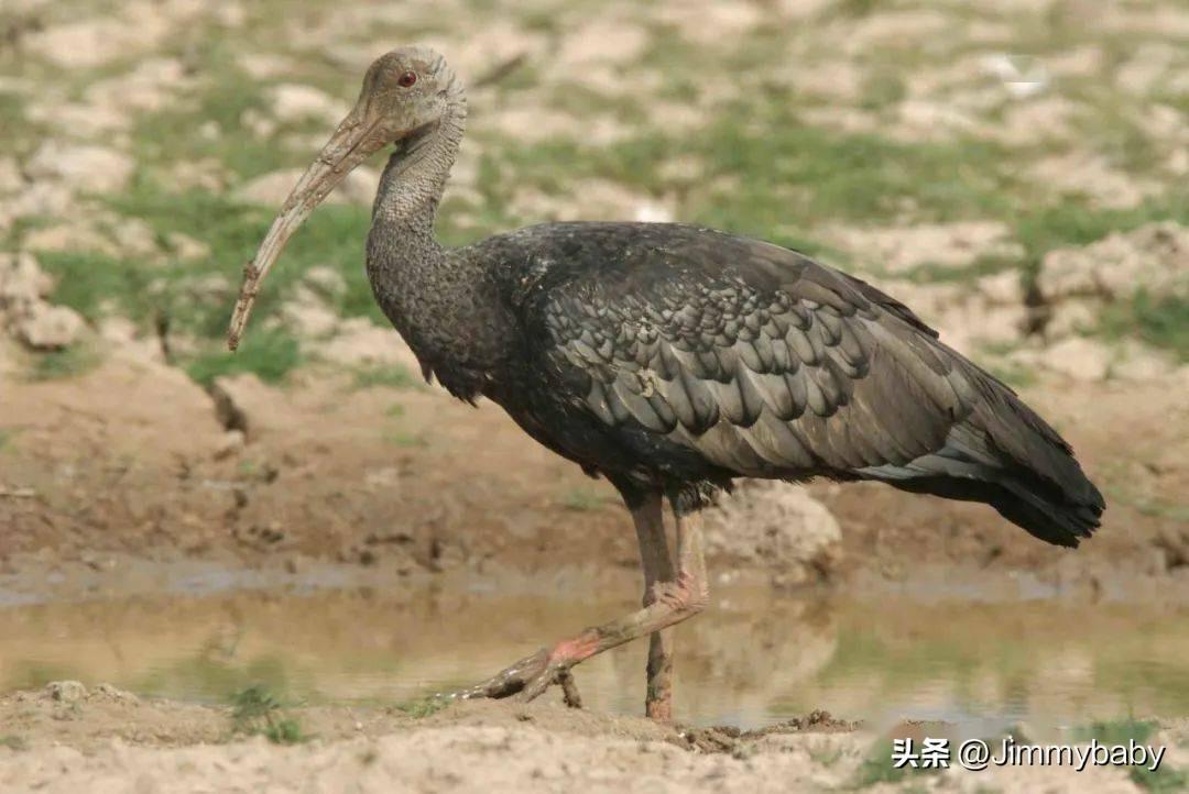 世界国鸟传奇:柬埔寨(cambodia)巨鹮_保护_物种_国际