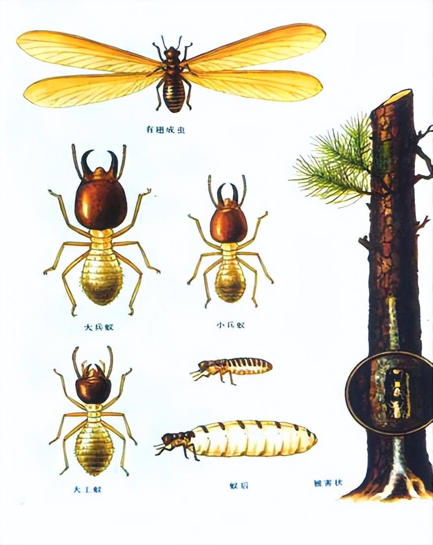 蚁后_工蚁_工作