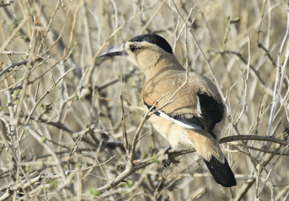 地鸦与地鵏用生命告诉我们:只有荒凉的沙漠,没有荒凉的生命_鸟类_食物