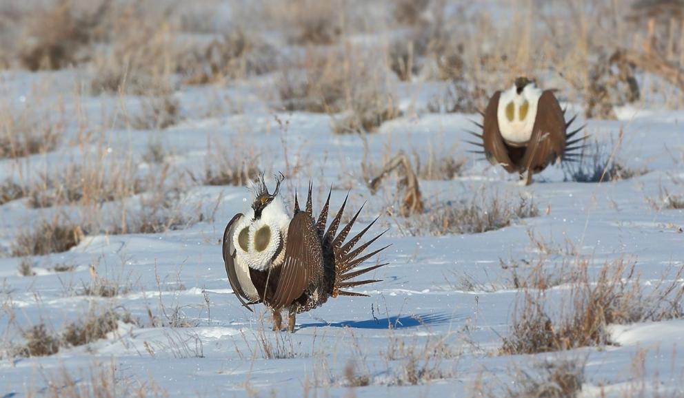 "f罩杯"的雄松鸡,发达的胸大肌就问你怕不怕_表演_气囊_羽毛