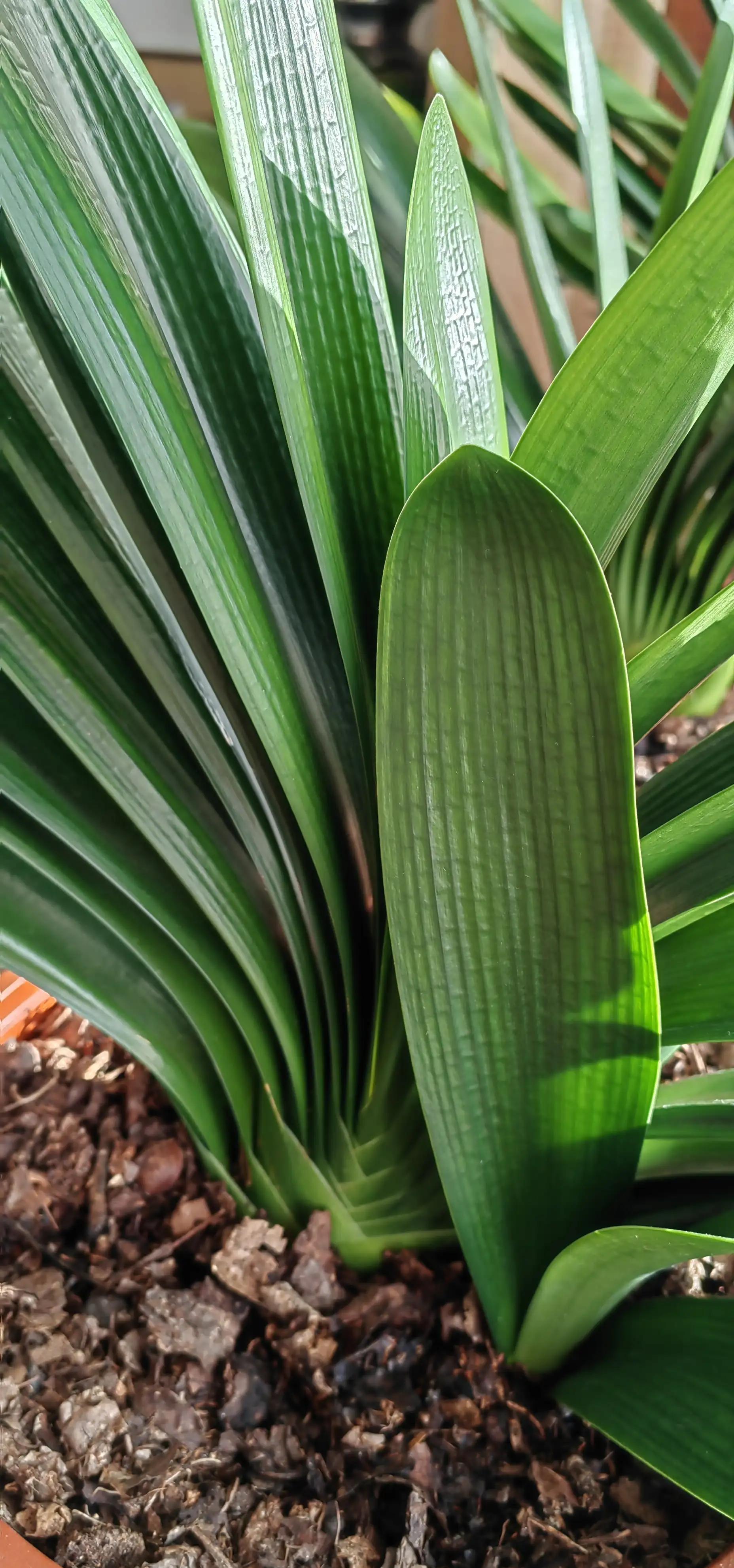 我所知道的"大桥君子兰"_名字_赵老_高振义