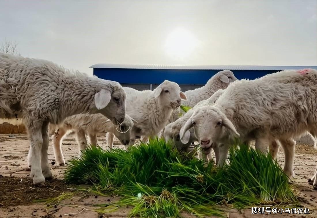 水培大麦芽喂牛羊图片