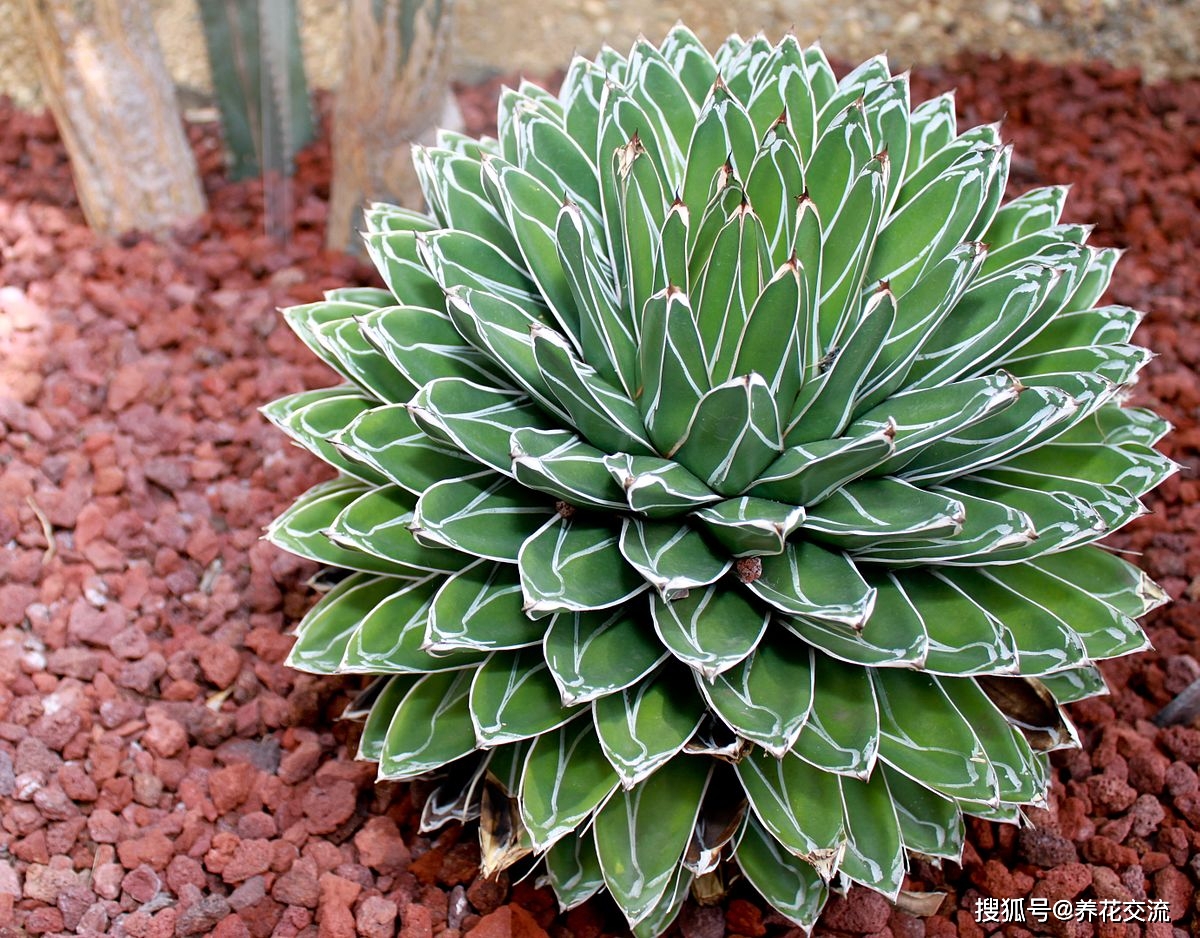 第1种,笹之雪(agave victoriae