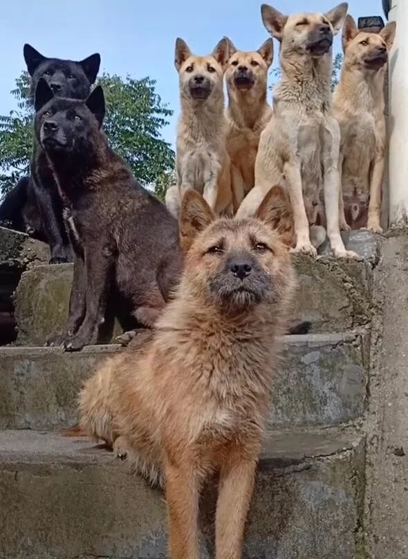 狗狗们听主人开会,念经一样让狗困,狗集体炸锅了