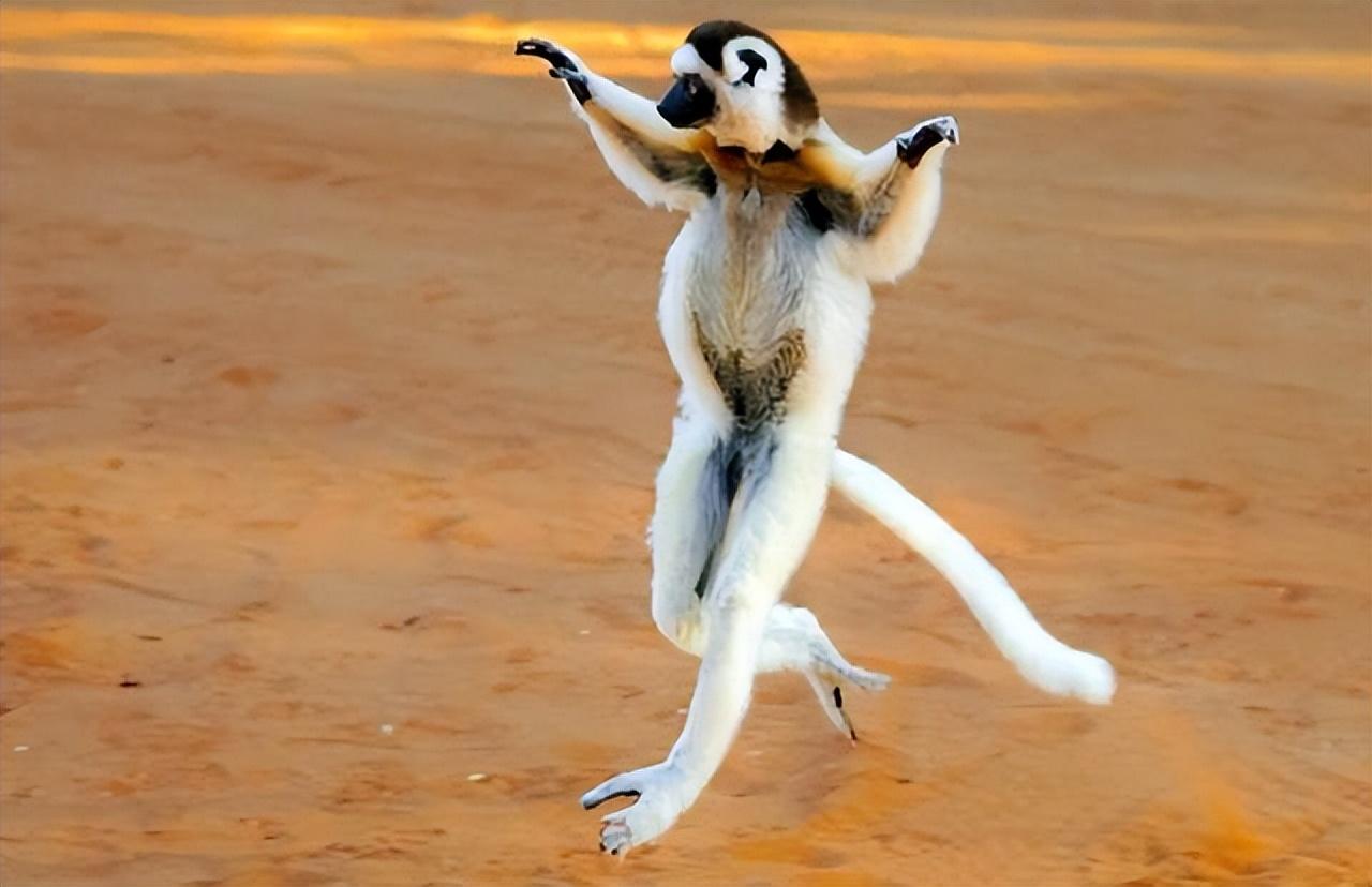 猴子会瑜伽?猴界的跳跃"精灵",走路魔性如同跳舞?_长尾_狸猫_时候