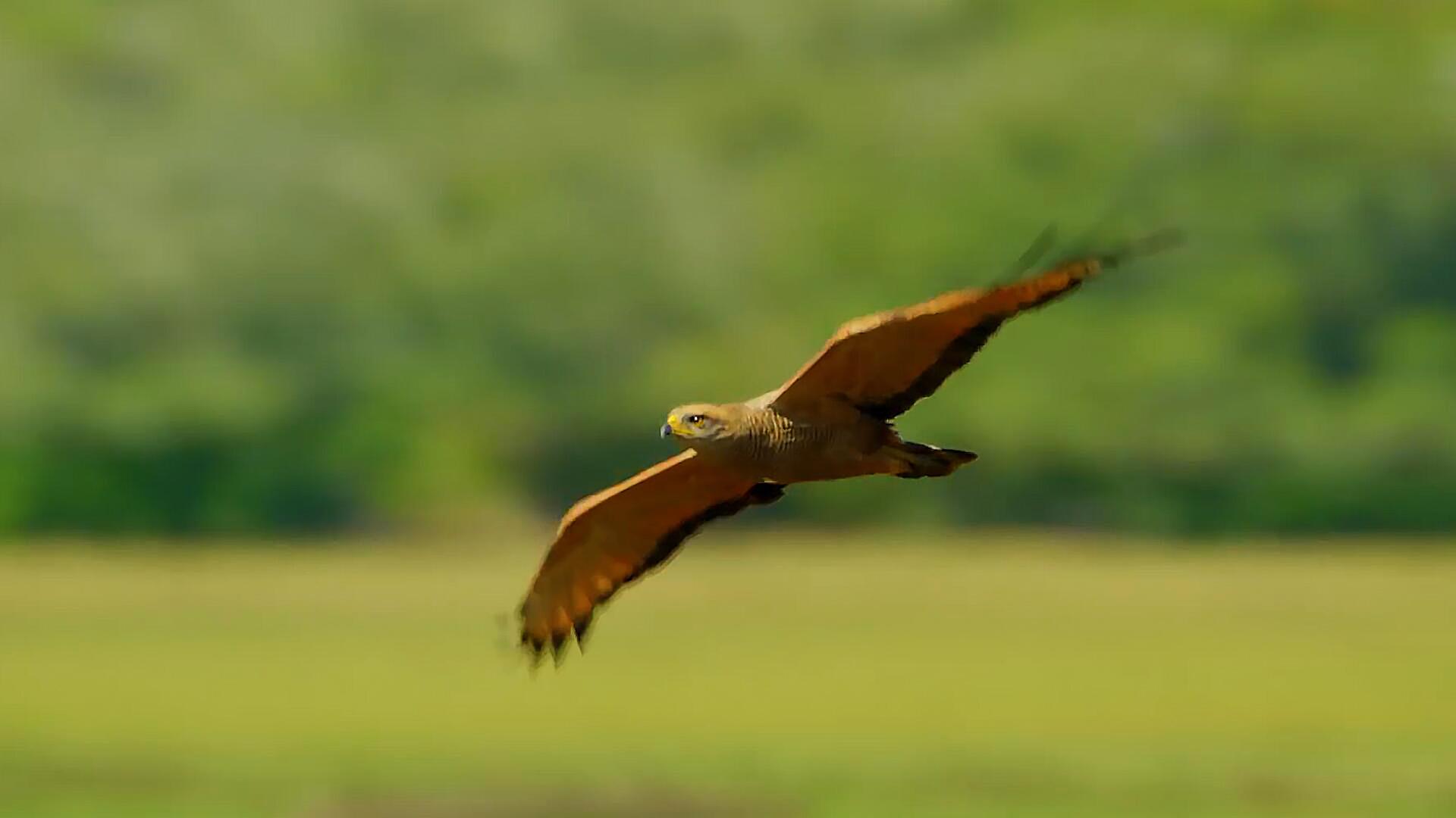 猫鼬幼崽落单,被凶残老鹰盯上,它能逃过一劫吗?_母亲_小猫_动物