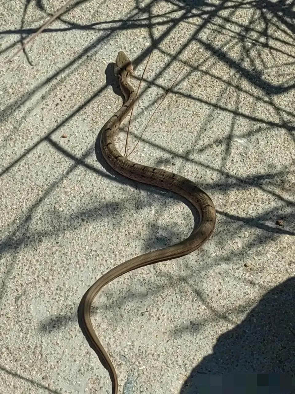 王锦蛇和五步蛇它们在幼体时期身体上的花纹都是属于不怎么显露于世间