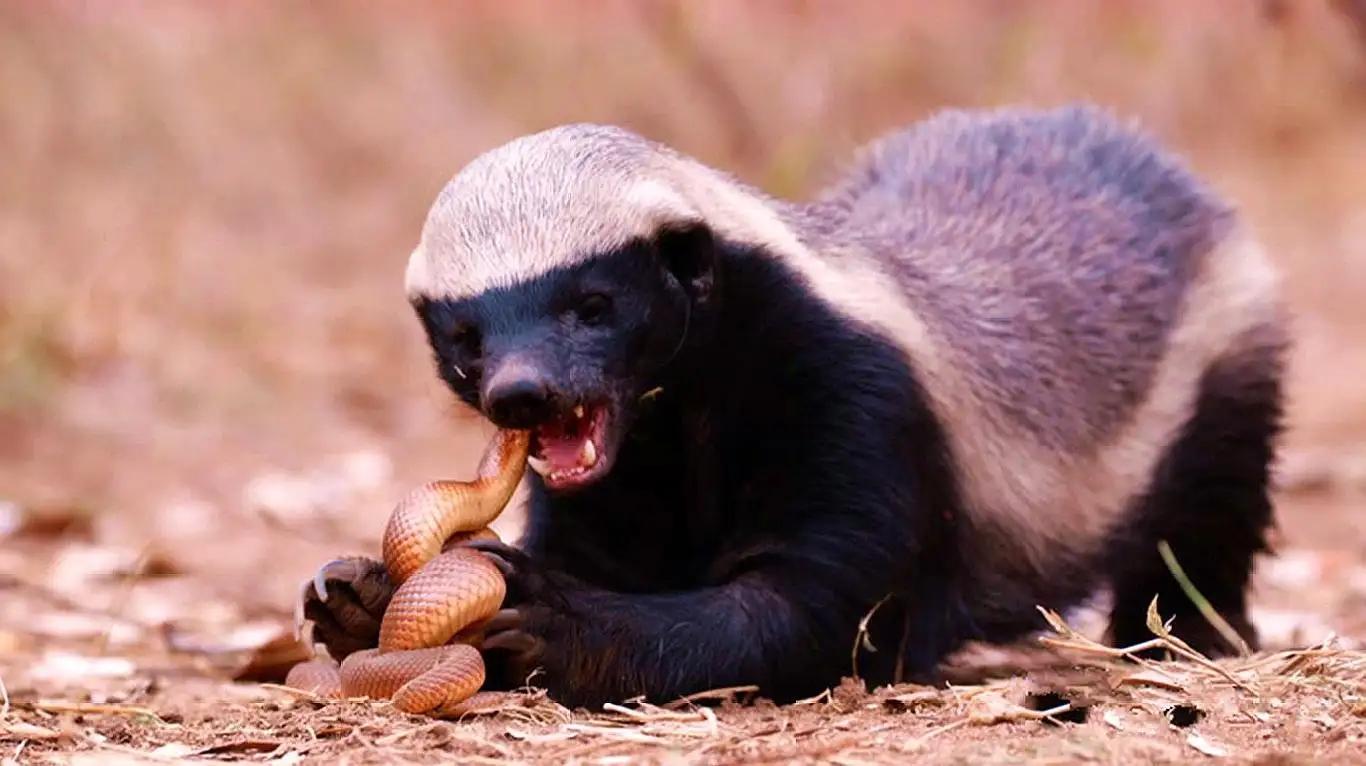 拿毒蛇當辣條的平頭哥蜜獾:生死看淡,不服就幹_動物_獅子_蜂巢