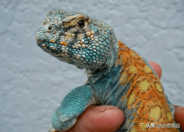 物种百科:华丽王者蜥_花纹_亚种_背部