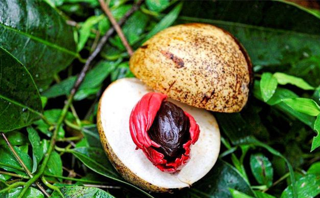 唯一被印在国旗上的中药——肉豆蔻_东阿_群岛_格林纳达