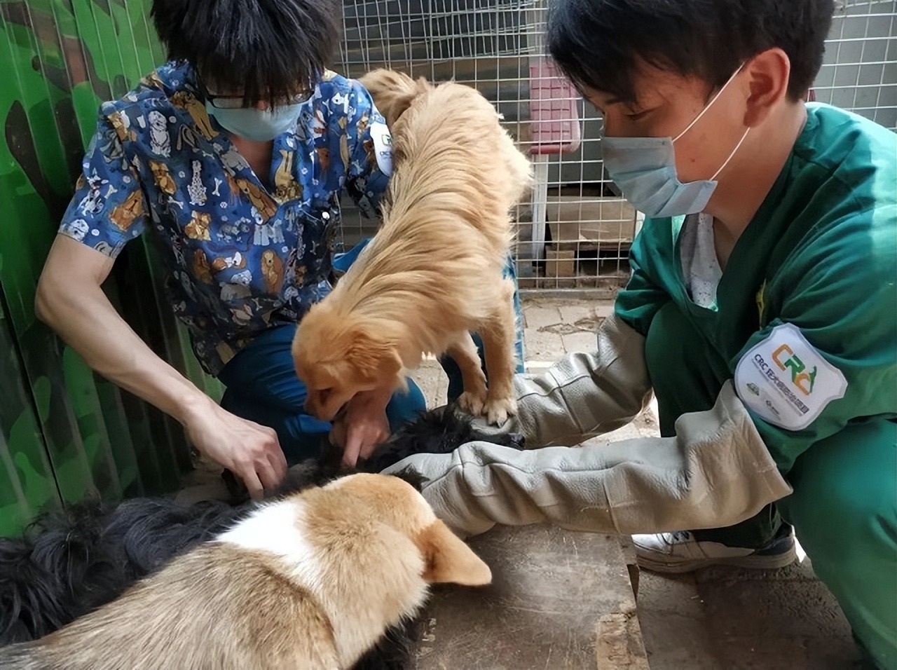 致死率高達100%,狂犬病為什麼這麼恐怖?如何正確預防狂犬病?